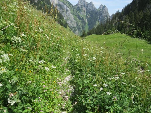 über schöne Blumenwiesen endet unsere heutige Wanderung