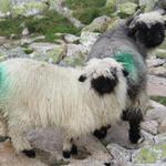 bei Lochegga treffen wir auf die schnusseligen Walliser Schwarznasenschafe