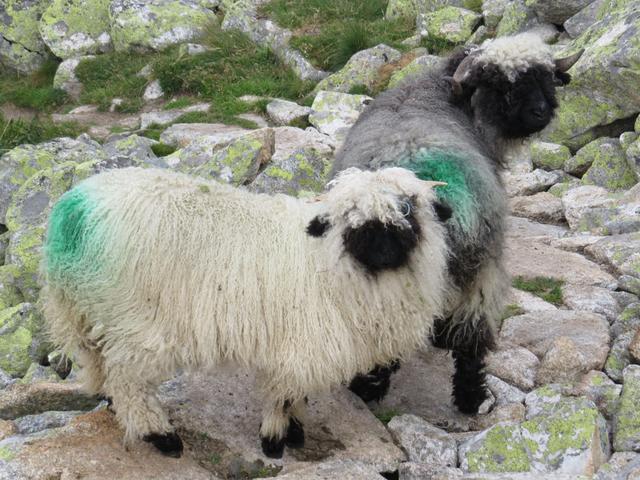 bei Lochegga treffen wir auf die schnusseligen Walliser Schwarznasenschafe