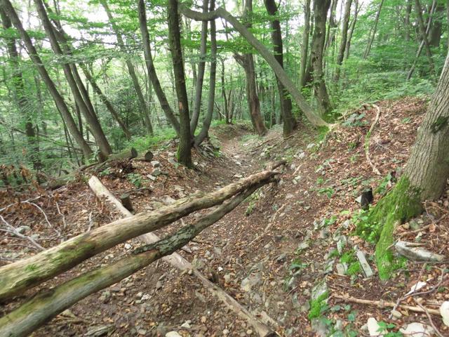 bei Veschee 768 m.ü.M. immer noch durch dichten Wald