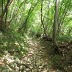 über einen dichten Wald geht es gemütlich aufwärts Richtung Monte San Giorgio