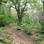 über dichten Wald, ja fast wie ein Urwald wandern wir aufwärts Richtung Monte Bisbino