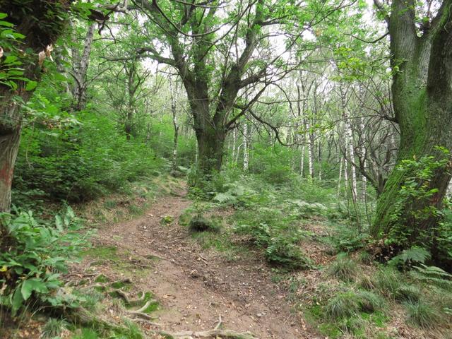 über dichten Wald, ja fast wie ein Urwald wandern wir aufwärts Richtung Monte Bisbino