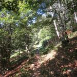 wir laufen im Uhrzeigersinn um den Monte Gambarogno. Wir befinden uns hier im Wald von Meriggione