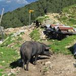 bei der Alpe Cedullo 1287 m.ü.M.begrüsst uns ein Wollschwein