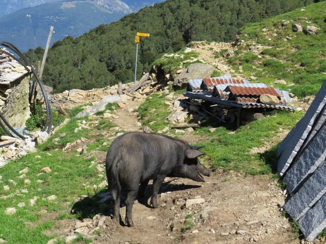 bei der Alpe Cedullo 1287 m.ü.M.begrüsst uns ein Wollschwein