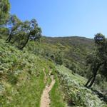 in grossen Schlaufen führt der aussichtsreiche Wanderweg nun weiter aufwärts