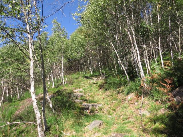 der Weg führt durch einen schönen Birkenwald