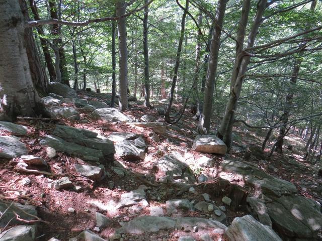 über einen dichten Wald geht es weiter steil abwärts
