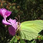 ein schöner Zitronenfalter (Gonepteryx rhamni)