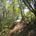 im Wald von Brusiscio, kurz vor Sella