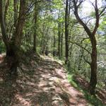 der Wanderweg führt nun alles im Wald weiter steil abwärts