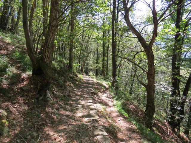 der Wanderweg führt nun alles im Wald weiter steil abwärts