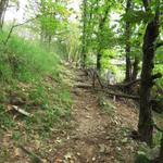 durch den Wald geht es nun im Zickzack hinauf Richtung Selna