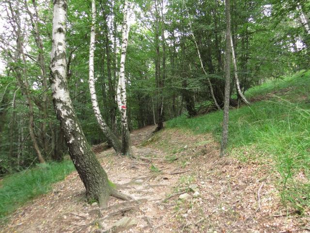 weiter geht es durch den Wald von Mött Dürai