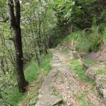 steil führt der Wanderweg durch dichte Wälder abwärts Richtung Verdasio