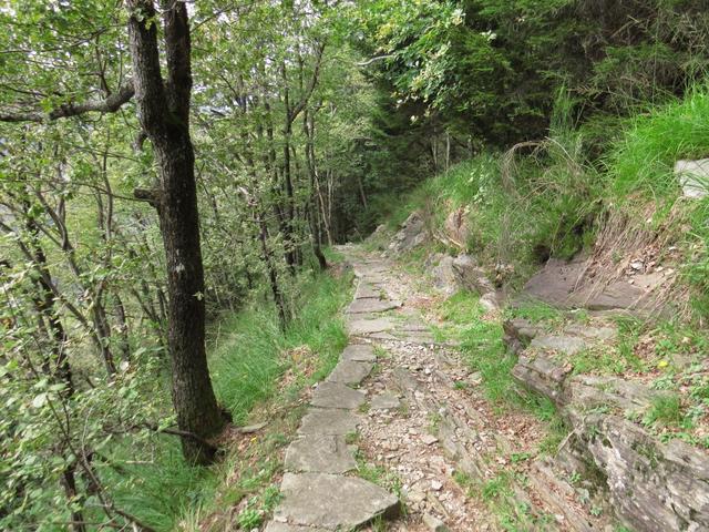 steil führt der Wanderweg durch dichte Wälder abwärts Richtung Verdasio