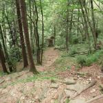 die Wälder im Tessin sind immer ganz speziell. Man hat das Gefühl man sei in einem Urwald