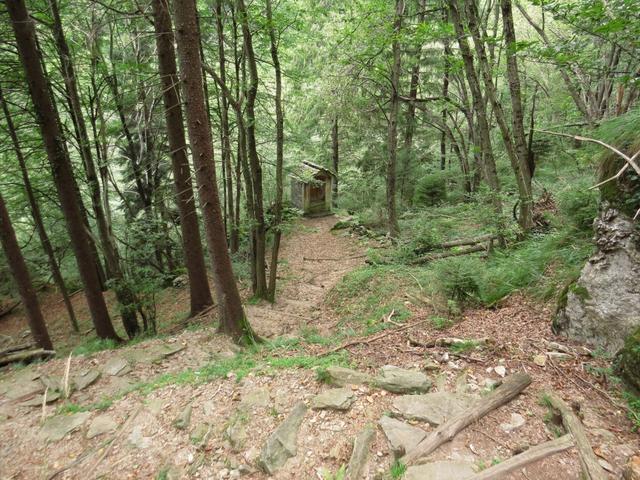 die Wälder im Tessin sind immer ganz speziell. Man hat das Gefühl man sei in einem Urwald