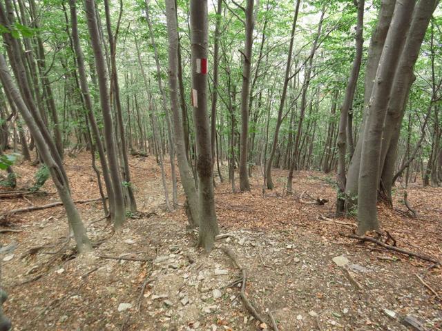 steil und fast endlos geht es nun durch dichten Wald abwärts