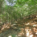 wie im Tessin so üblich führt der Weg sofort steil in den Wald hinein