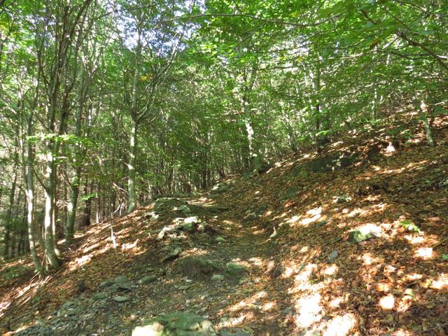 wie im Tessin so üblich führt der Weg sofort steil in den Wald hinein