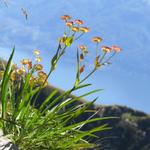 schöne Blumen am Wegesrand