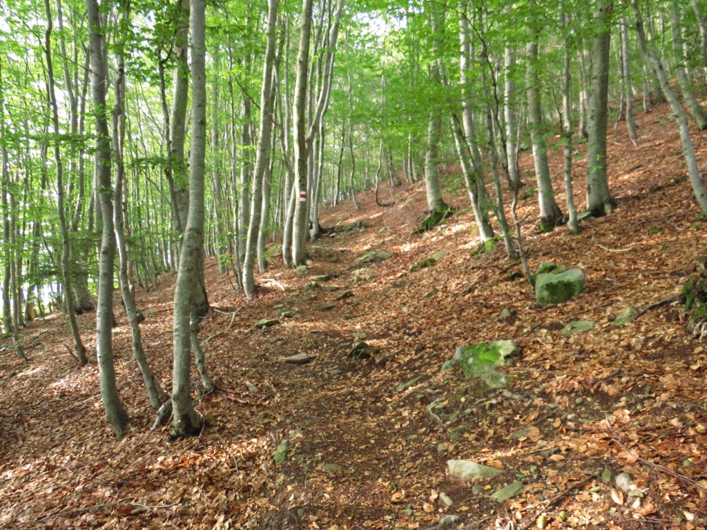 wir wandern nun also durch den schönen Wald von Pre da Giuàn...