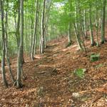 wir wandern nun also durch den schönen Wald von Pre da Giuàn...