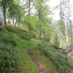 der Wanderweg führt jetzt durch einen schönen Lärchenwald