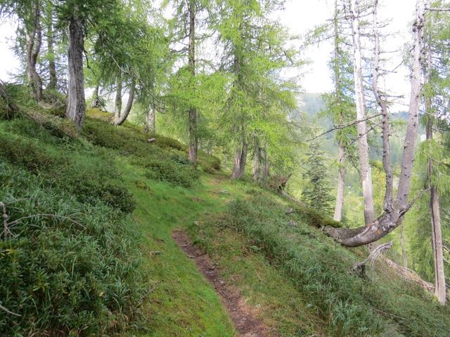 der Wanderweg führt jetzt durch einen schönen Lärchenwald