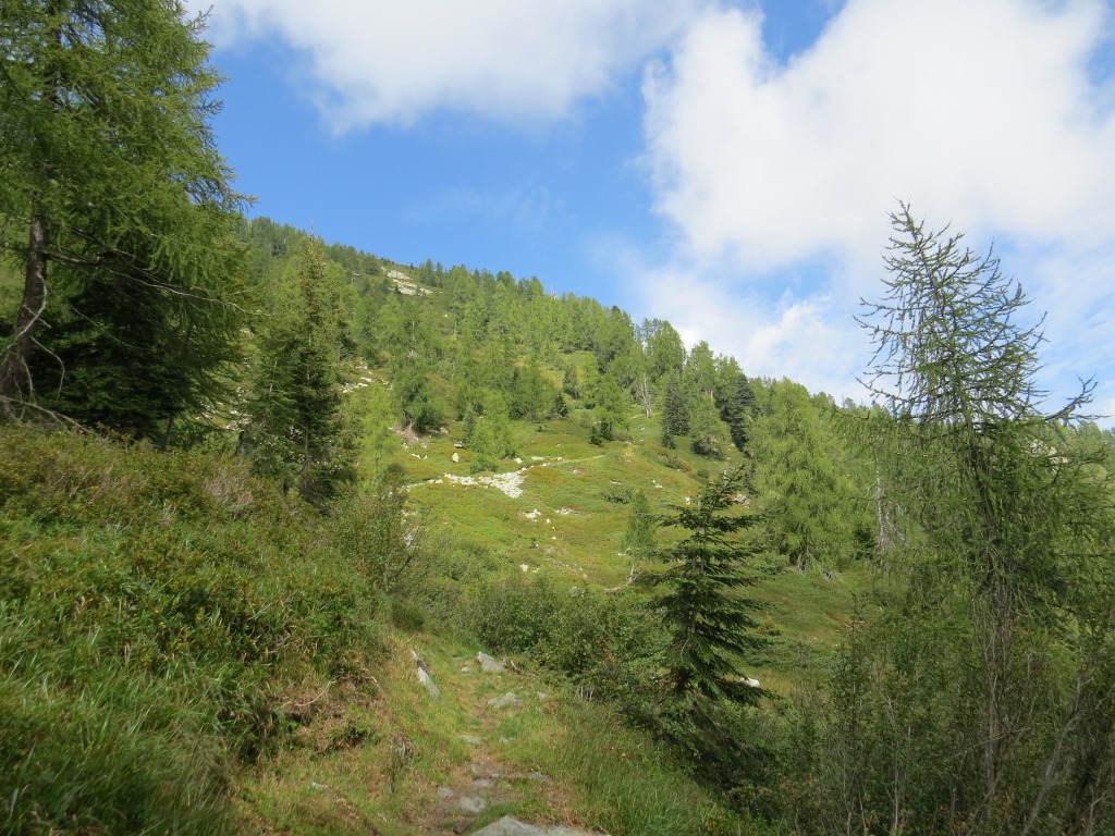 bei dieser nicht markierten Weggabelung bleiben wir auf dem Hauptweg und wandern weiter aufwärts