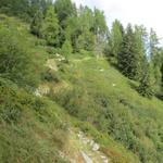 der Wanderweg überquert jetzt die Flanke des Pizzo Ruscada auf fast gleichbleibender Höhe