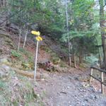 im Wald von Stagna eine namenlose Weggabelung und auch ohne Höhenangaben