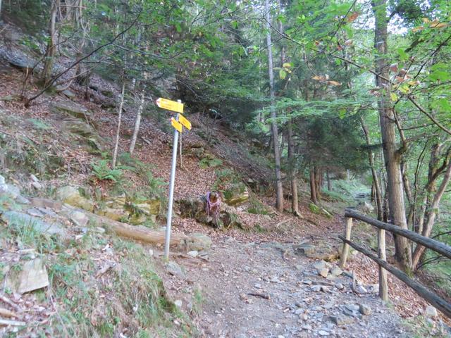 im Wald von Stagna eine namenlose Weggabelung und auch ohne Höhenangaben