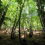 das Tessin ist steil. Bei den meisten Wanderungen muss man viele Höhenmeter bewältigen