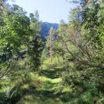 der Wanderweg führt durch Waldlichtungen...