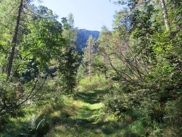 der Wanderweg führt durch Waldlichtungen...