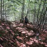 bei der Weggabelung biegen wir links ab Richtung Tacitt und tauchen in einen dichten Wald ein