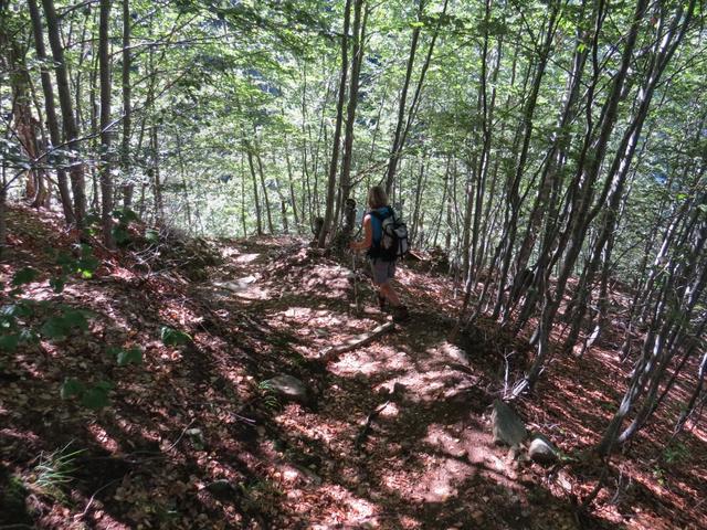 bei der Weggabelung biegen wir links ab Richtung Tacitt und tauchen in einen dichten Wald ein