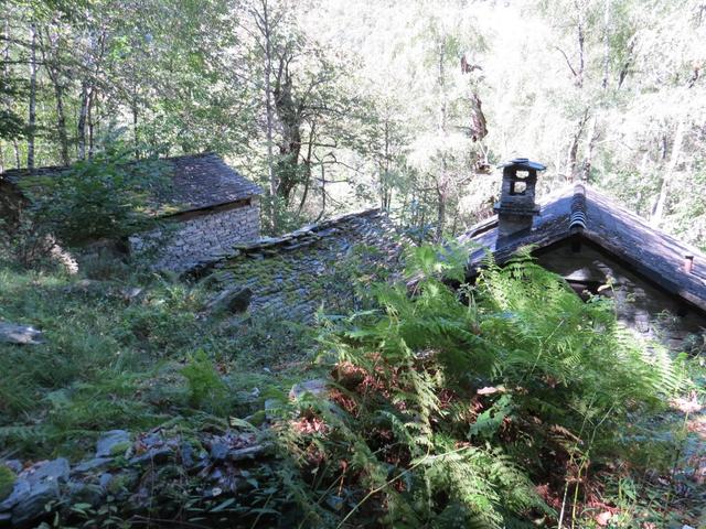 mitten im dichten Wald, taucht vor uns die verlassene Siedlung von Tacitt auf