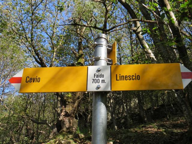 wir haben Faido 700 m.ü.M. erreicht. Nicht zu verwechseln mit dem Faido in der Leventina