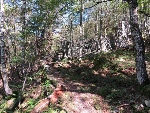 der Wald hat Faido fast vollständig geschluckt