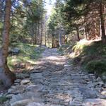 auf einem breiten einfachen Wanderweg laufen wir durch Wälder Richtung Pian di Nar