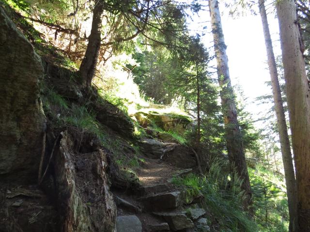 auf ungefähr 1700 Höhenmeter schwenkt der Waldweg in einen Linksbogen weg um ein bisschen den steilen Hang zu umgehen