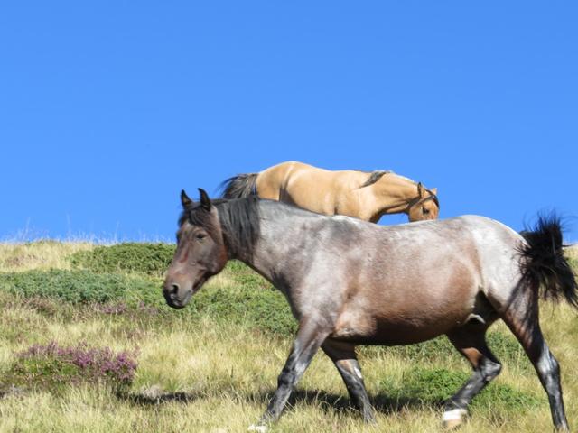 Pferde auf der Alp di Brogoldone