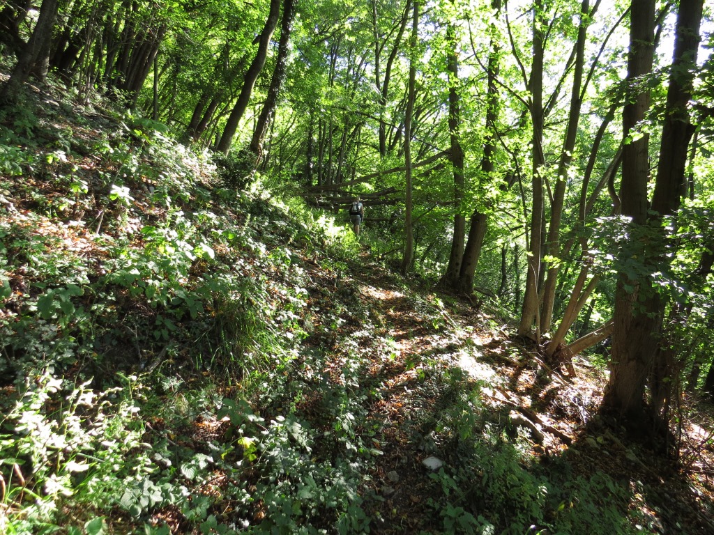 auf gleichbleibender Höhe führte uns der Weg durch dichtes Unterholz