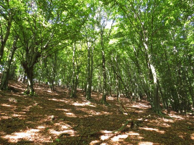 jetzt wird es nun definitiv so richtig steil. Zum Glück spendet der dichte Wald Schatten