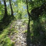 immer wieder taucht der Weg in schönen Lärchenwälder ein