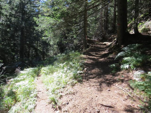 es ist ein sehr schöner Waldweg